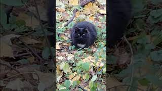 Котейка из Серебряного бора