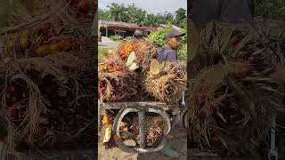Langsir sawit muatan 400kg, memburu muatan masih gantung#vidioshort
