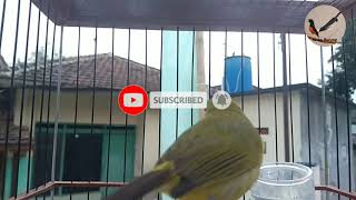 Pleci dakun macok muria  gacor cocok buat pancingan