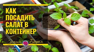 КАК ПОСАДИТЬ САЛАТ В КОНТЕЙНЕР И УХАЖИВАТЬ ЗА НИМ КАК ПОСАДИТЬ САЛАТ В КОНТЕЙНЕР И УХАЖИВАТЬ ЗА НИМ