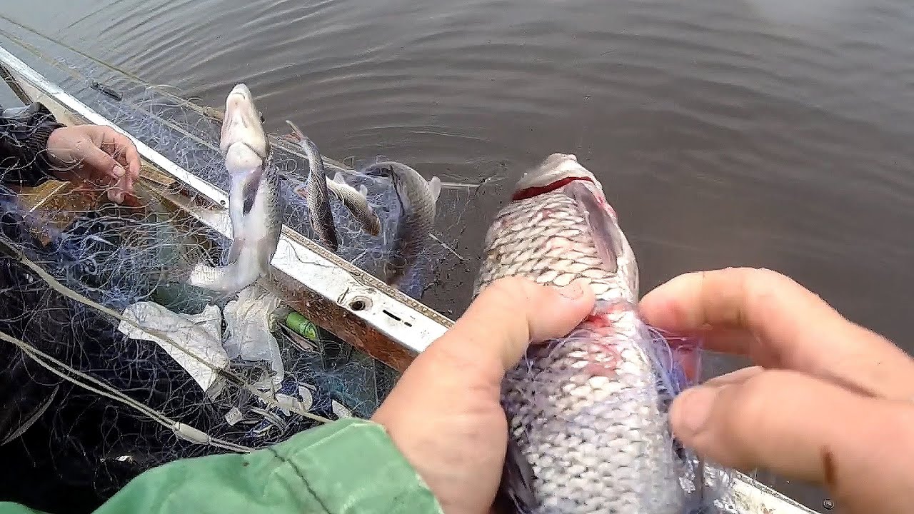 ловля сетями видео. ловля рыбы на дорожку. ловля сетями видео. сеть для подледной рыбалки. браконьерство осетровых.