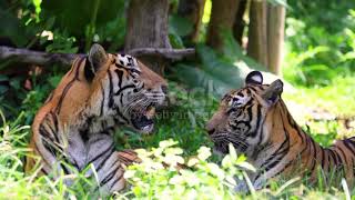 videos of tigers in the wild