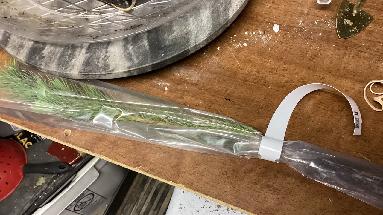 Pines Halepensis Arrival