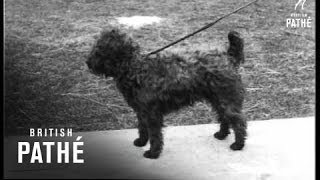 Download Lagu Ireland's Premier Dog Show (1925) MP3