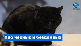 Черные коты в счастливые руки Черные коты в счастливые руки