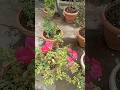 Kya Mausam Aaya Hai☘️🍃🌷#shorts #song #youtubeshorts #ytshorts #ternacegarden