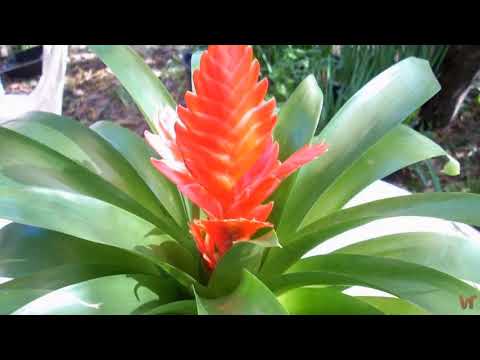 Видео: Комнатное растение Flaming Sword - Vriesea Flaming Sword Info And Care