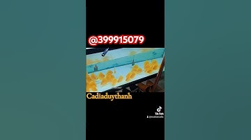 Cá đĩa bồ câu vàng nhỏ