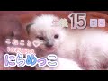 【生後15日目】子猫とにらめっこしたら心が浄化されてしまいました【未熟児子猫成長日記】【Kittens Grow Up Vlog】