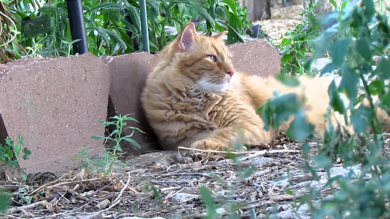 Beautiful Red Cat with Bird Song and Green Eyes - YouTube