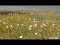 Texas wildflowers and ducks odunmide