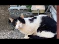 【保護猫シェルター】野良猫くんをシェルターに誘う。