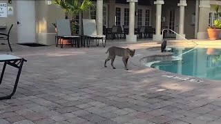 Naples resident has close encounter with bobcat
