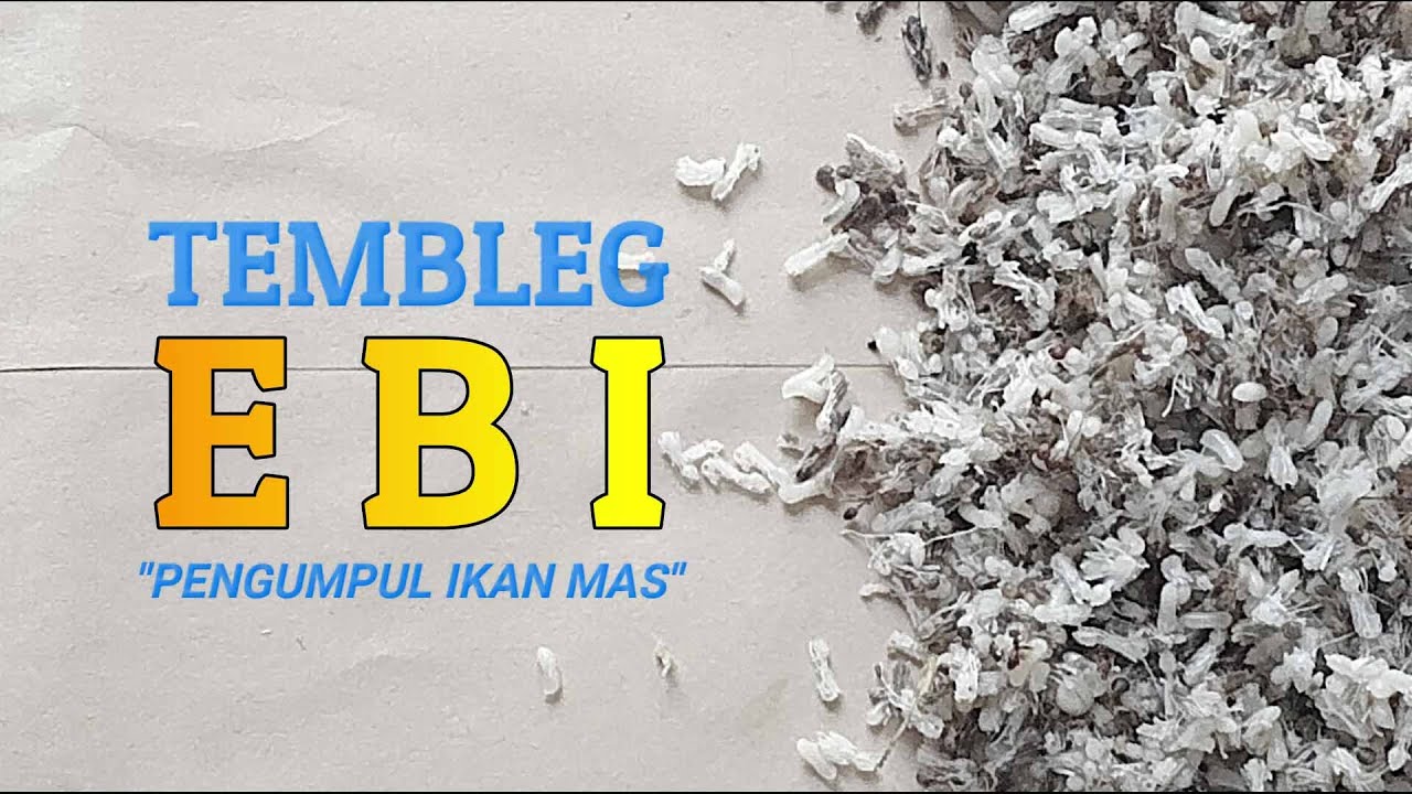 Umpan Tembleg Ebi, Pengumpul Ikan Mas