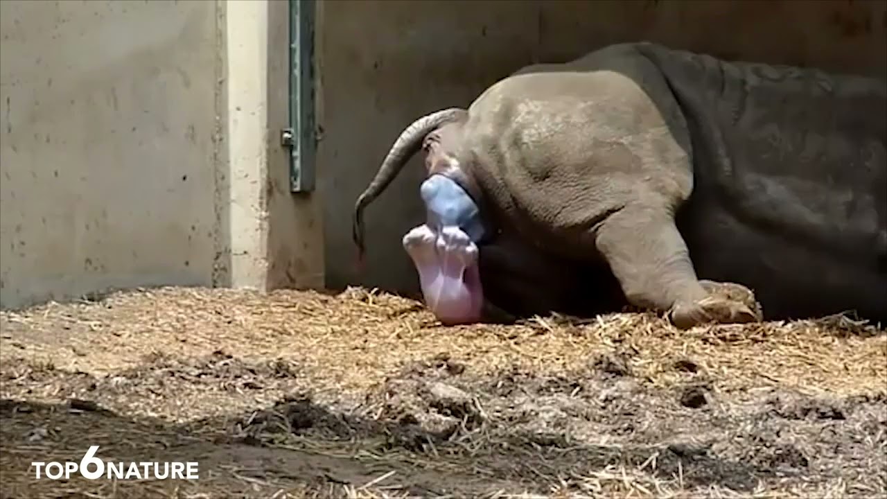 HIPPO GIVING BIRTH