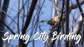 City Birding: Enjoy Spring Migration in the City