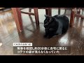 「コテツ」がいなくなった　熊本地震で行方不明になった猫、約2週間ぶりに発見