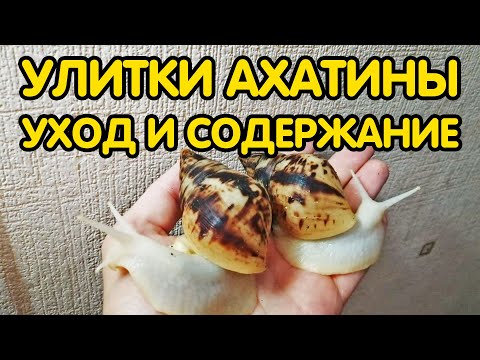 Содержание и уход за улиткой ахатиной в домашних условиях