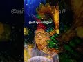 @អភិរក្សមរតកចំរៀង# #ស្ដាប់បទចម្រៀងពិរោះៗទាំងអស់គ្នា #