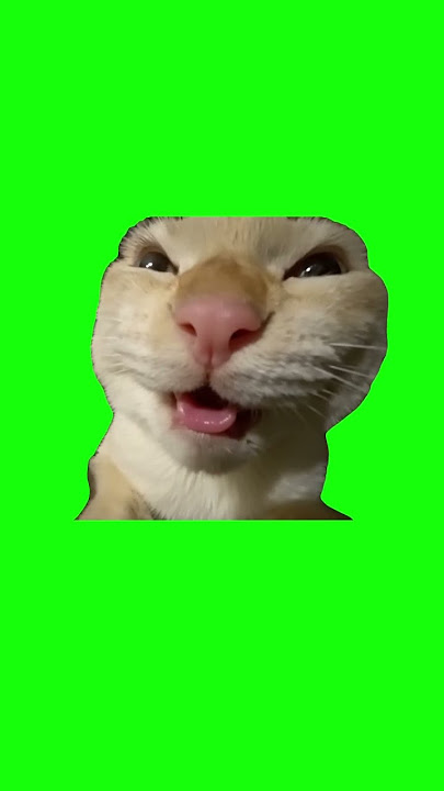 MUHEHEHEHEHEHEHE Cat | Green Screen #cat #cats #catmeme #kitten #meme #fyp