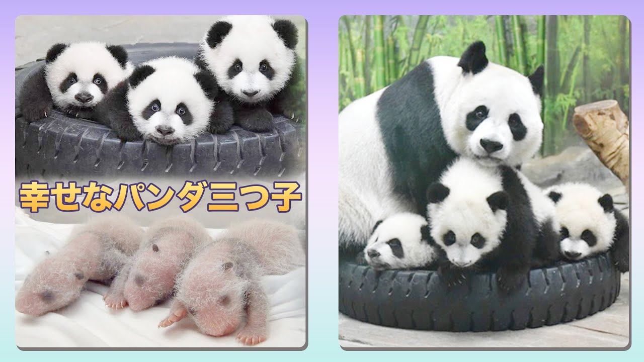 幸せな〜🌸パンダの三つ子「萌酷帥」成長記💖 | iPanda パンダ楽園