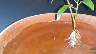 Cuttings Of Ficus Racemosa / Cluster Fig Tree Growing In Water - 3/4