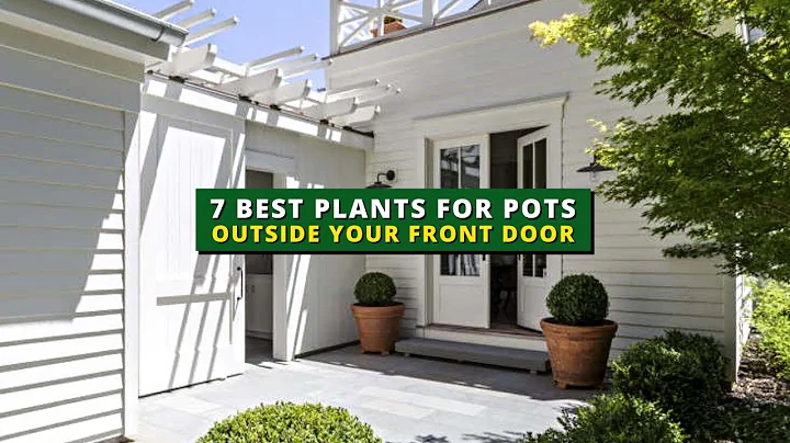 7 Best Plants for Pots Outside Your Front Door | Curb Appeal 💕 - DayDayNews