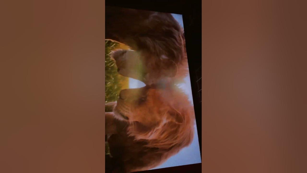 [ MUFASA The lion King ] [ LAST FIGHT SCENE 🪽☠️ ] shorts 