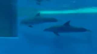 Brookfield Zoo Dolphins