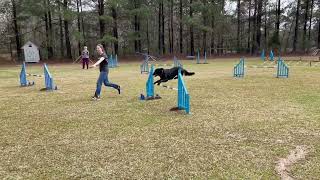 UKI Week 136 Speedstakes 1 by Pine Ridge Canines 91 views 2 months ago 46 seconds