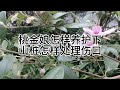 桃金娘怎样养护下山桩怎样处理伤口How Does Peach Blossom Mother Take Care Of The Mountain Stumpand Howtodealwithwounds 桃金娘怎样养护下山桩怎样处理伤口How Does Peach Blossom Mother Take Care Of The Mountain Stumpand Howtodealwithwounds