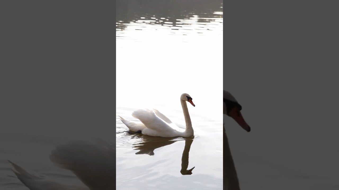 Proggcast #17 - teaser