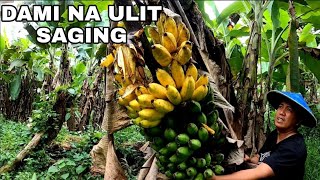 Dumagsa na ang bunga ng mga saging daming hinog sa dulo