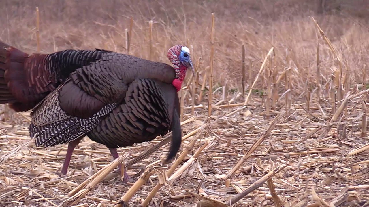 Iowa Second Season Turkey YouTube