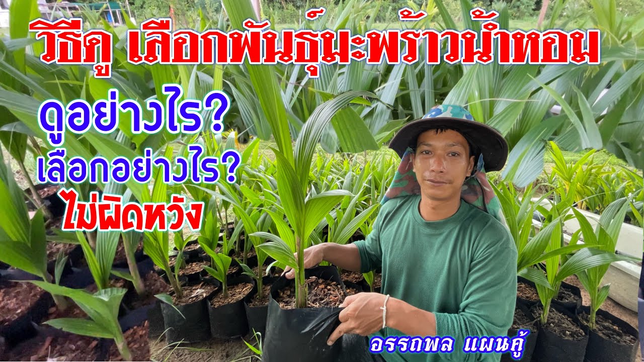 วิธีดู! เลือกพันธ์มะพร้าวน้ำหอม | มะพร้าวน้ำหอม | เกษตรผสมผสาน | บ่าวยุทธพาจ้วด