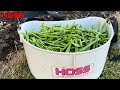 HOW TO GROW BEANS WITHOUT STRINGS!