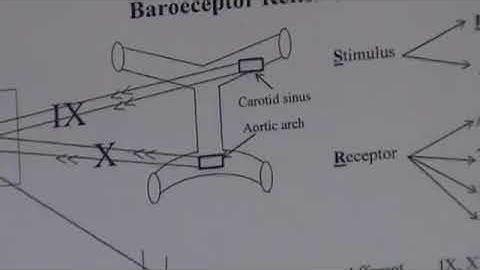 CVS Revision   Baroreceptor Part 1 Dr Mohamed Fayez