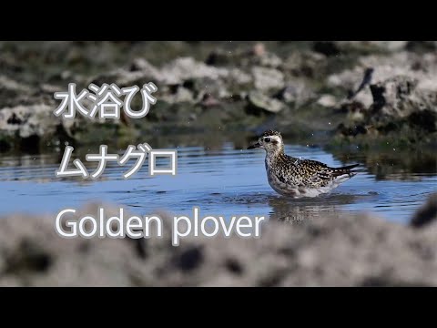 【水浴び】ムナグロ Golden plover