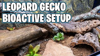 Leopard Gecko Bioactive Setup