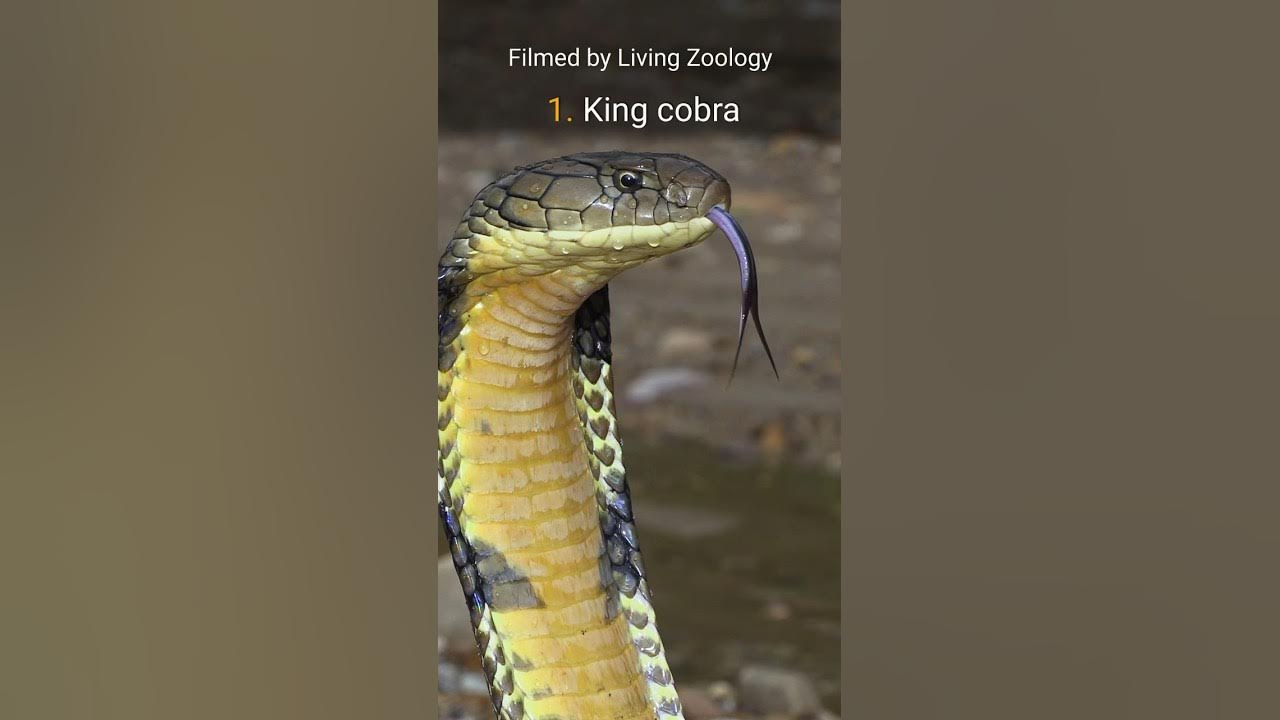 Venomous Rinkhals or Ring-necked spitting cobra, not a true cobra