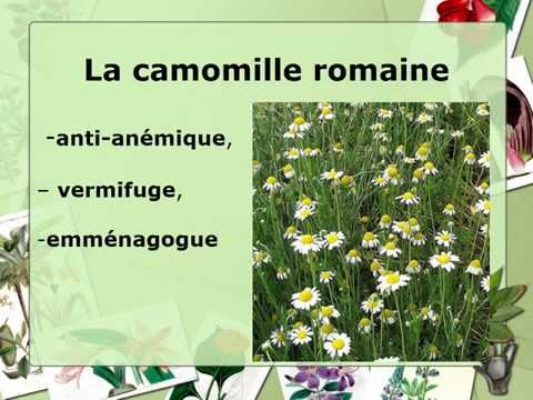 Vidéo: Propriétés Utiles De La Camomille