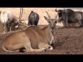 The Arava Antelope Ranch