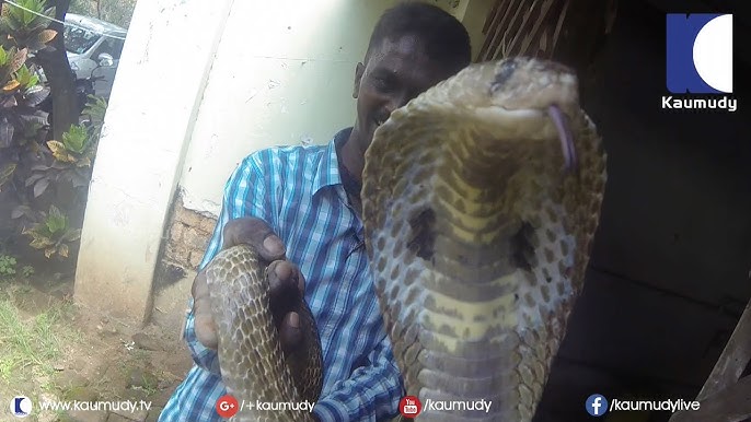 Rescuer or tormentor? Social media furiously debates snake catcher Vava  Suresh