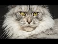 50 portraits of Maine Coon cats | Best of 2020