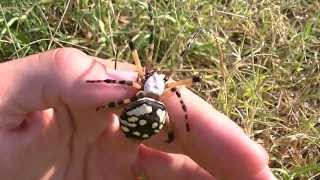 Handling LARGE Garden Spider