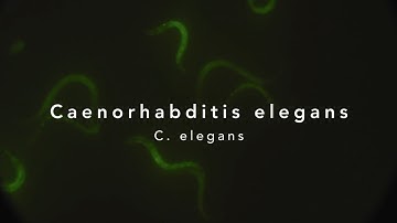 Using C. elegans and models to detect harmful bacteria