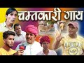 चमत्कारी गाय Miracle Cow Rajasthani Haryanvi Comedy| Murari Lal Pareek