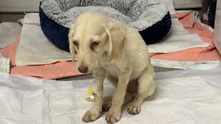 Good News! The Parvo Puppy is Not bleeding anymore!  Takis Shelter