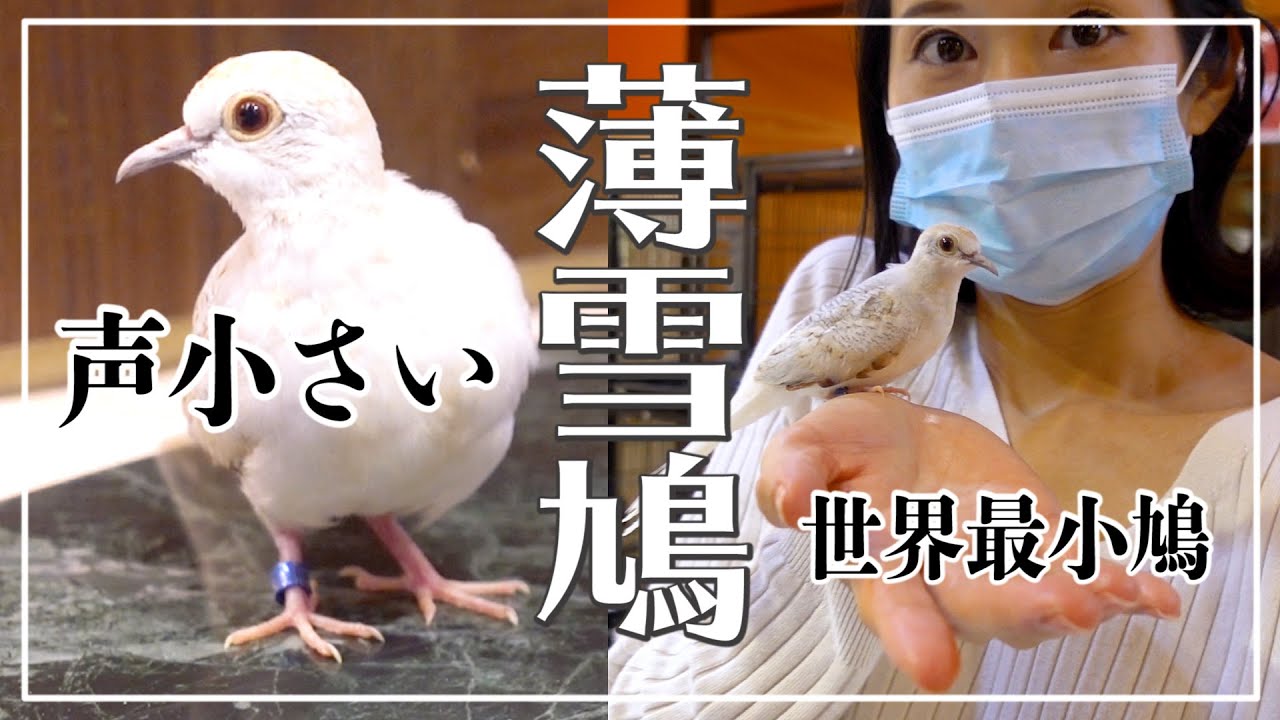声が小さい鳥 世界最小の鳩 ウスユキバト えとぴりか東京 Youtube