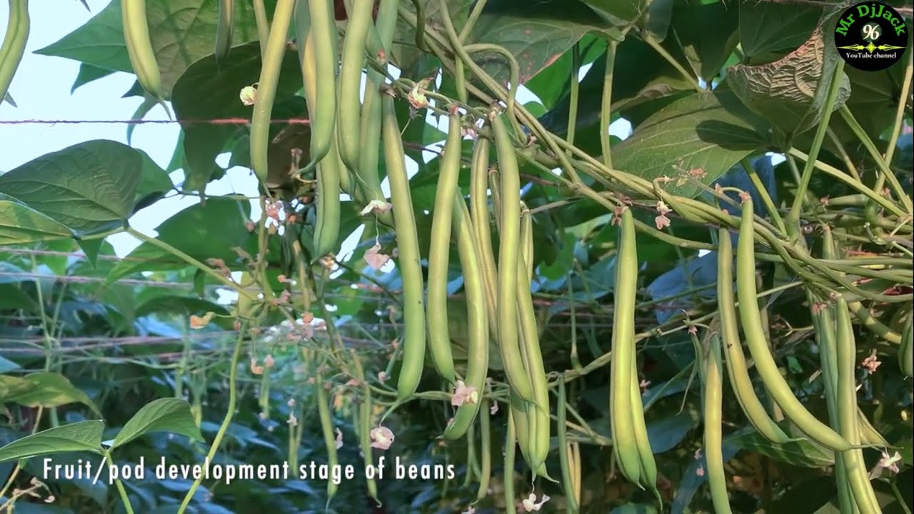 Beans cultivation|8220490096|